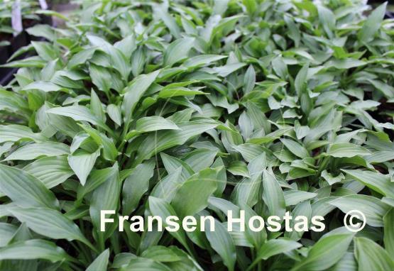 Hosta Greenie Weenie Bikini